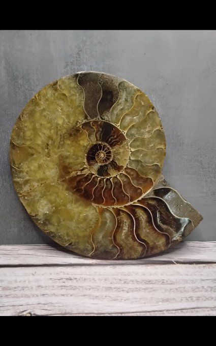 Ammonite fossilisé polie